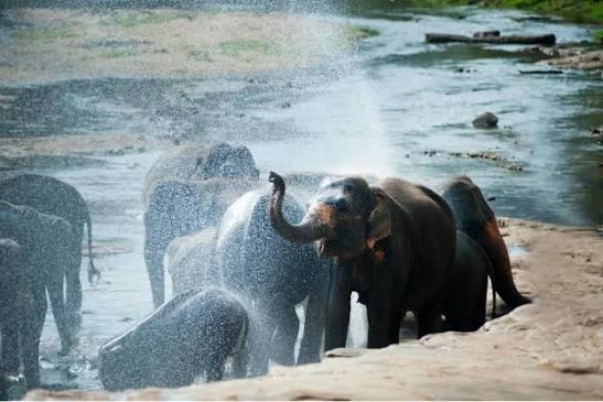 Elephant at Periyar Lake