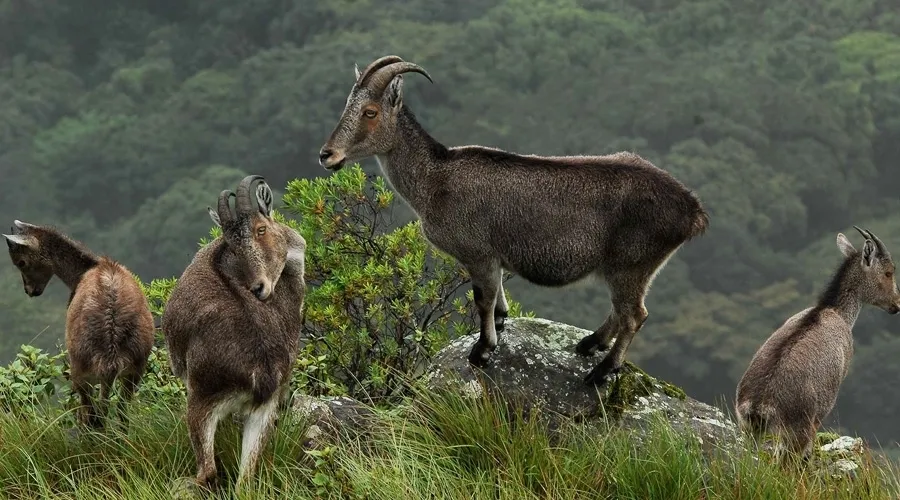 Eravikulam Grasslands