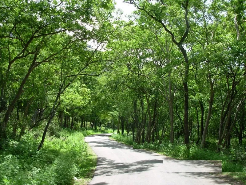 Marayoor Sandalwood Forest