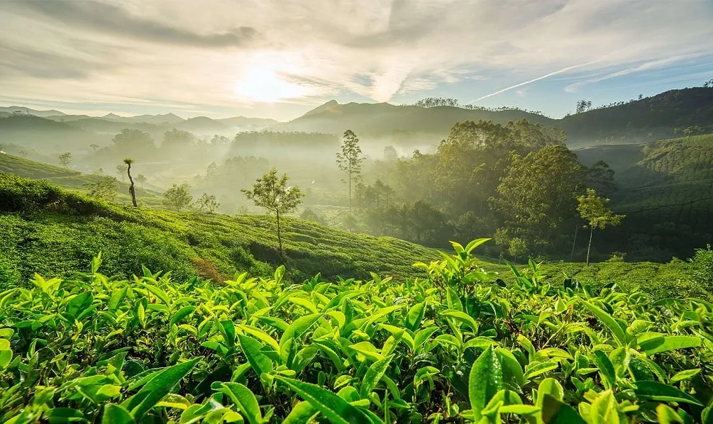 Morning Tea Gardens