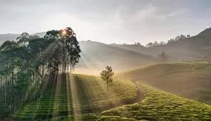 Grand Munnar Explorer