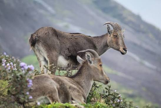 Nilgiri Tahr at Eravikulam