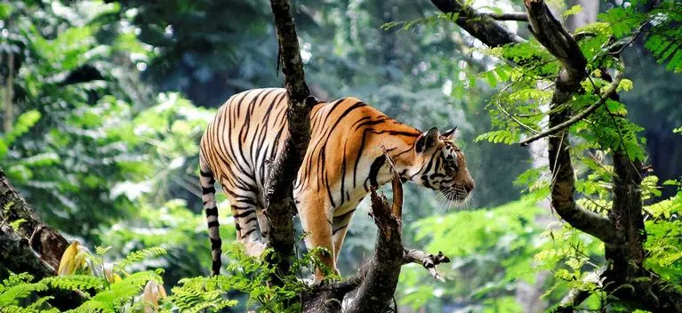 Periyar Wildlife Sanctuary