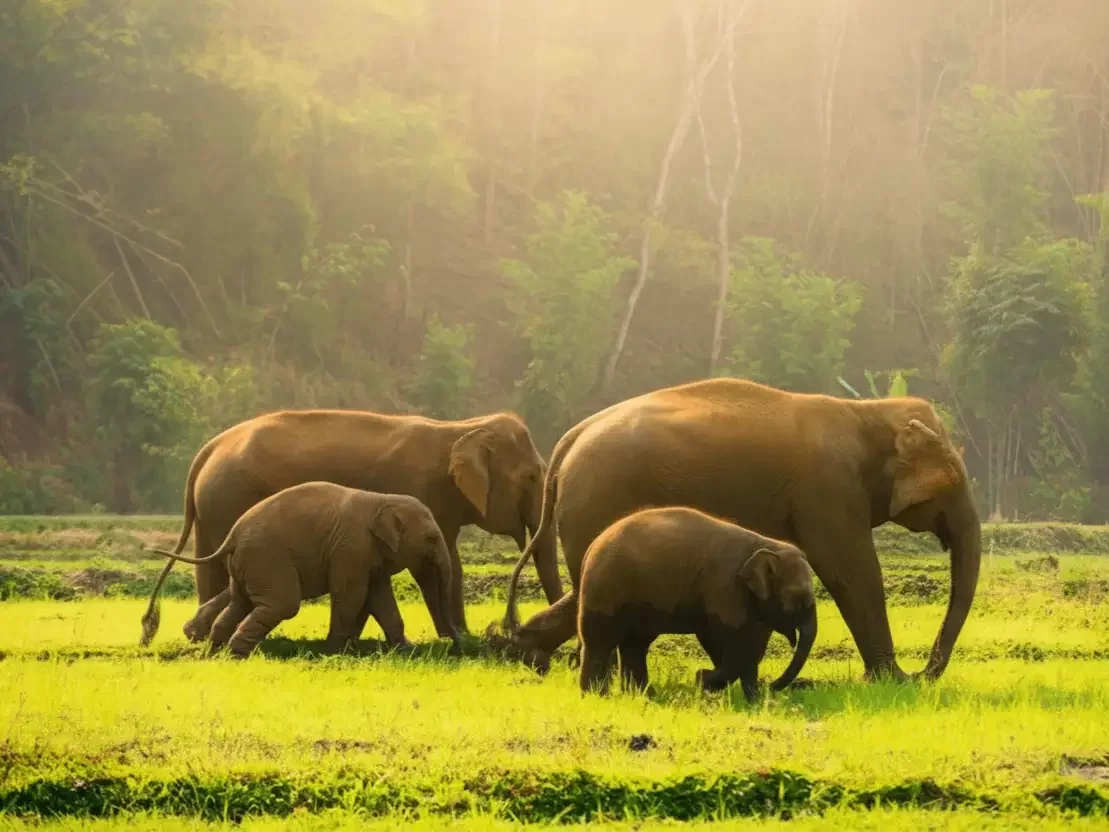 Thekkady