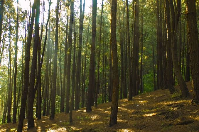 Vagamon Pine Meadows